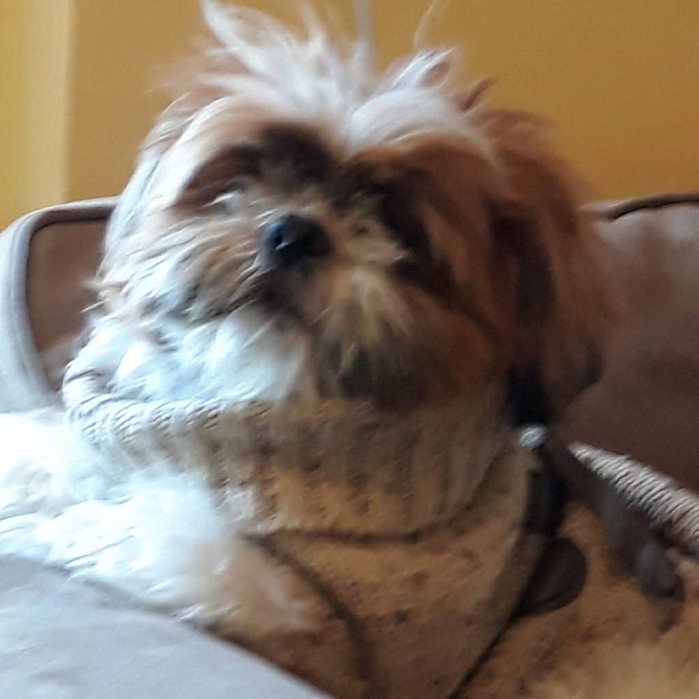 Meet your Posher, Shay